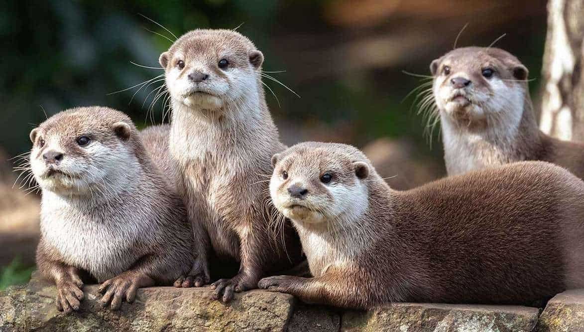 North Carolina Zoo breaks ground on 10acre Asia continent blooloop