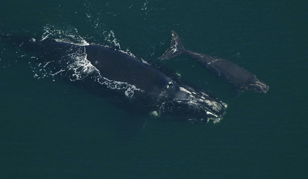 new england aquarium right whale research