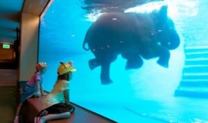 MAT Elephants Exhibit Pool Underwater