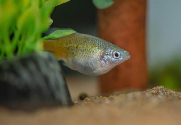 golden skiffia fish chester zoo