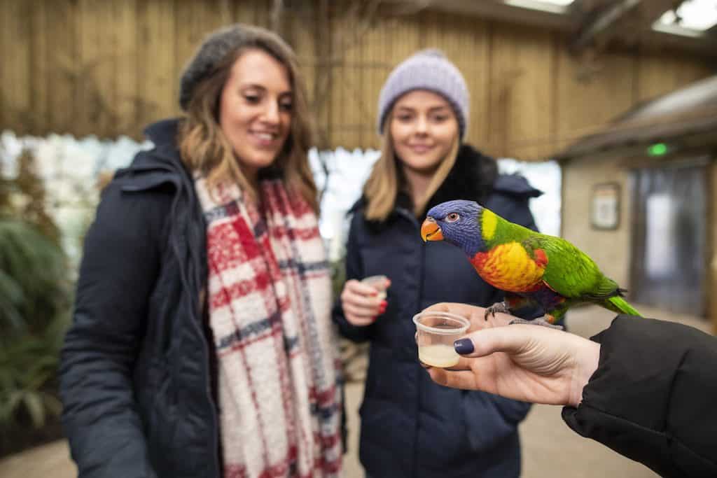 West Mids Safari Park lorikeets and guests