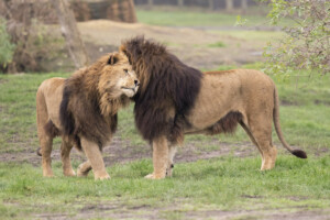 west midland safari park lion lodges