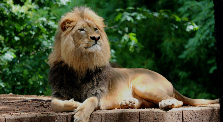 Proud Lion Laying in front of Trees