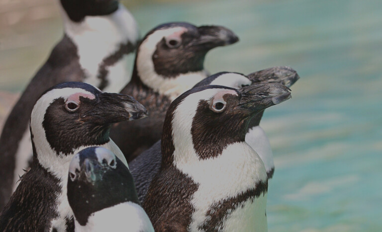 africa penguins Zoo Tampa