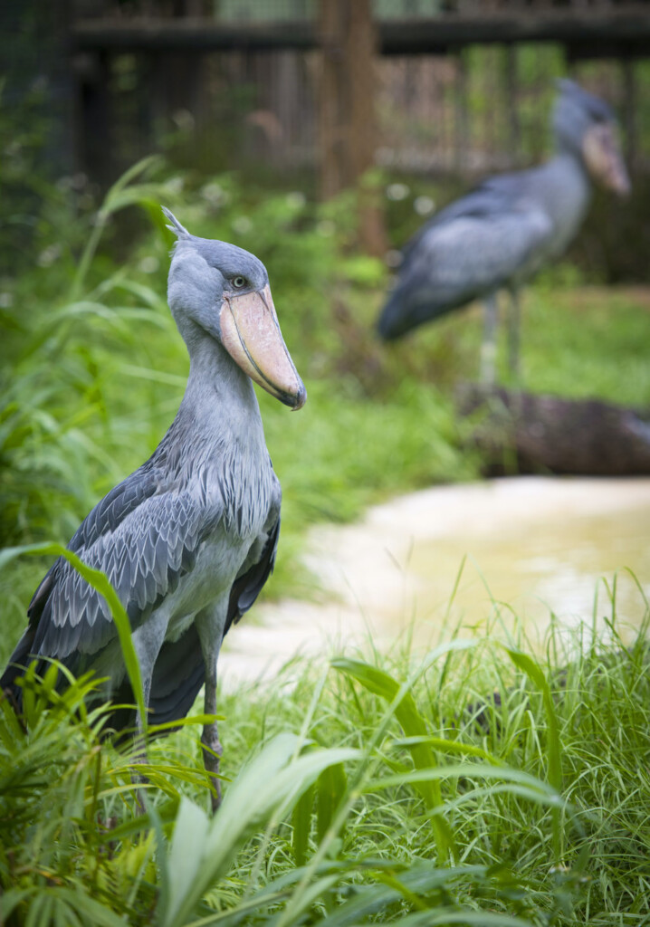 bird at Zoo Tampa