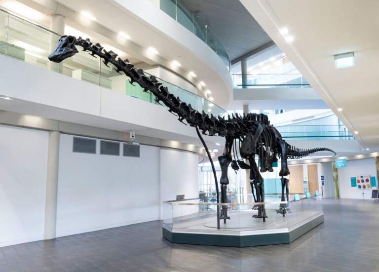 dippy the dinosaur