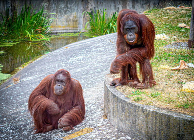 blackpool zoo orangutans