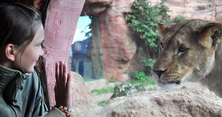 Hannover zoo visitor with lion