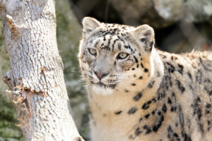 snow leopard