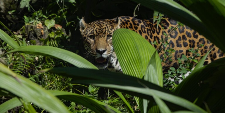 Cali Zoo leopard