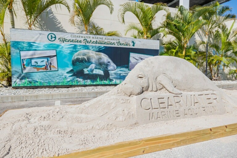 clearwater marine aquarium manatee rehabilitation centre