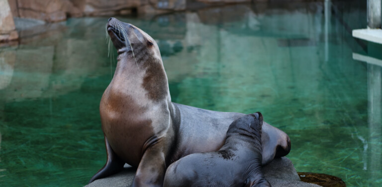 Rogue and Natoa at Vancouver Aquarium