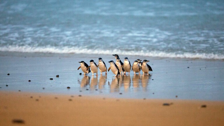 phillip island nature parks