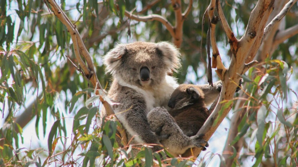 phillip island nature parks