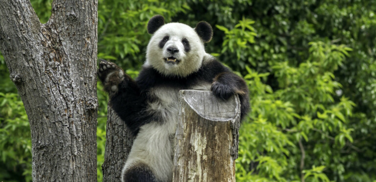 Panda at Berlin Zoo