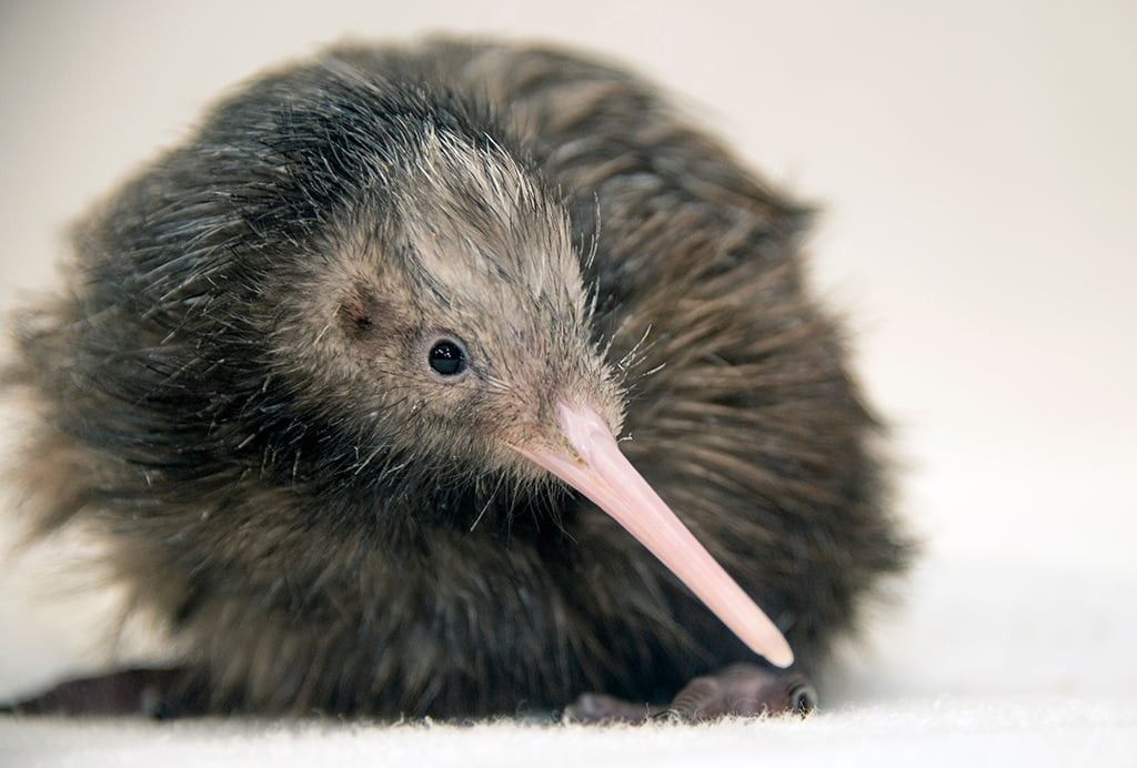 Zoo Miami apologises for kiwi bird encounter blooloop