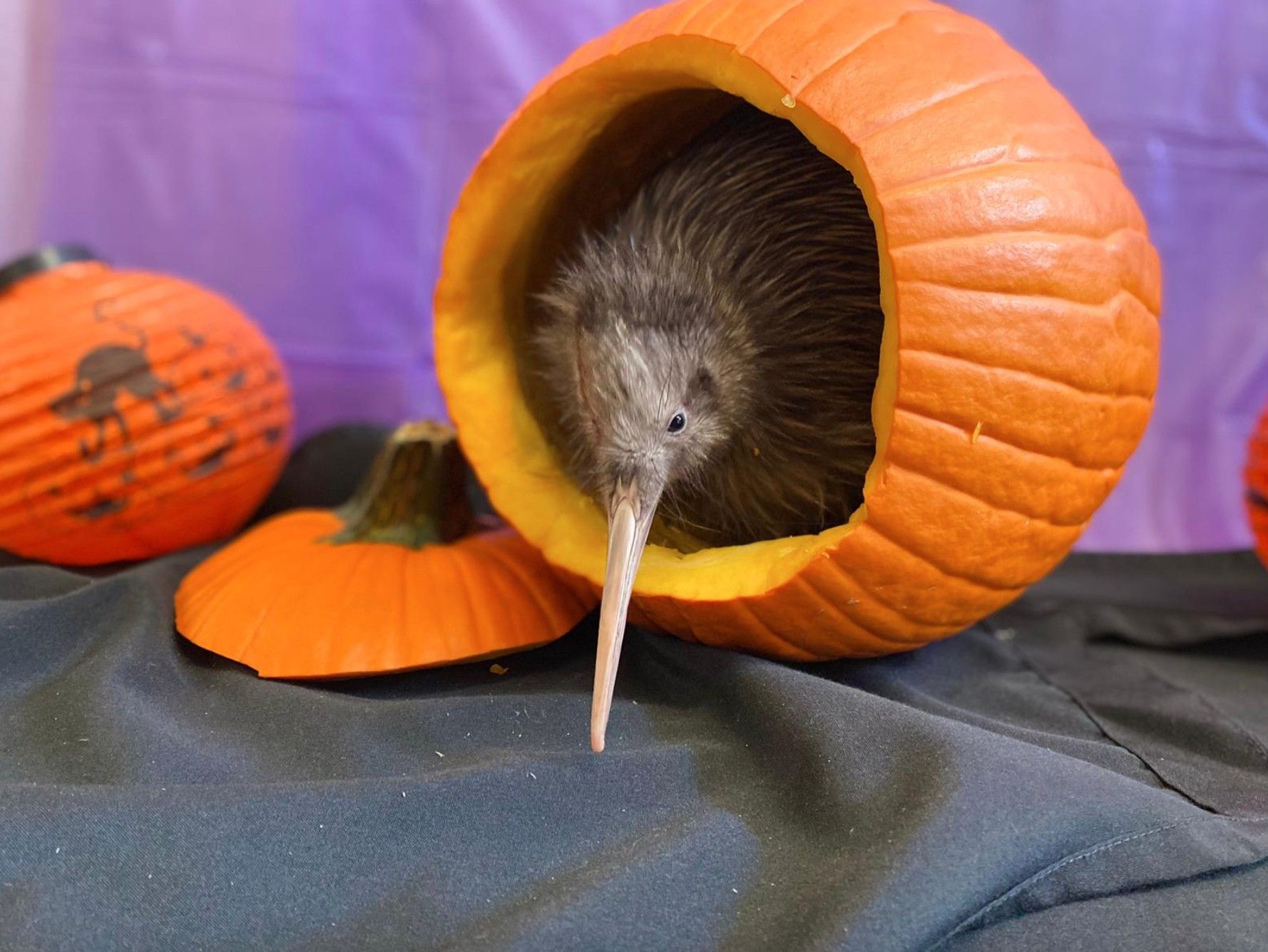 Zoo Miami apologises for kiwi bird encounter blooloop