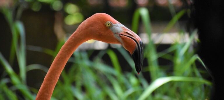 Flamingo at Zoo Barranquilla