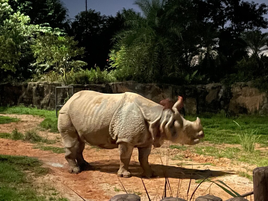 Rhino at the night safari Mandai Wildlife Reserve 