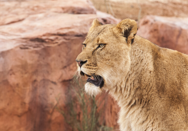 blackpool zoo lion