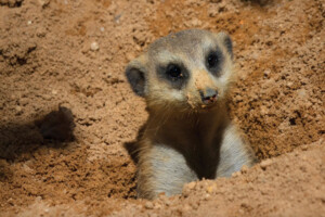 philadelphia zoo meerkat