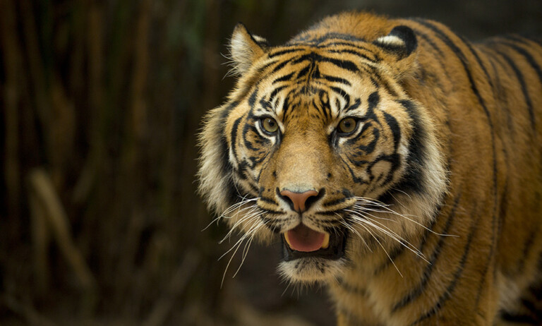 Tiger at Taronga Zoo