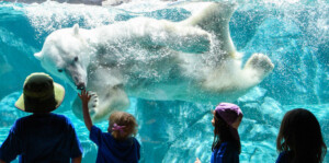 Young guests visiting Brookfield Zoo get an up-close look at one of the polar bears in the underwater viewing gallery at Great Bear Wilderness