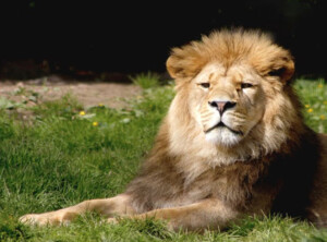 belfast zoo barbary lion