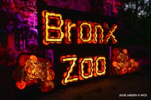 bronx zoo halloween