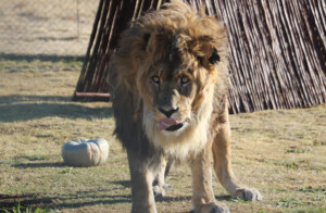 ruben the world's loneliest lion