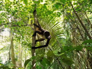 twycross zoo spider monkey release