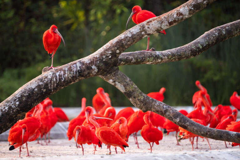Mandai Bird Paradise - Hong Leong Foundation Crimson Wetlands - Scarlet Ibis