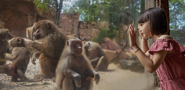 Mandai Great Rift Valley of Ethiopia - Hamadryas Baboons