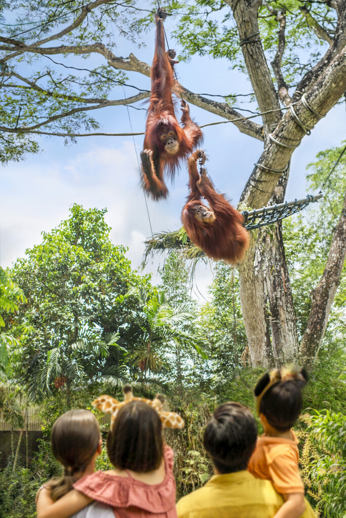 Singapore Zoo Orang Utan Island