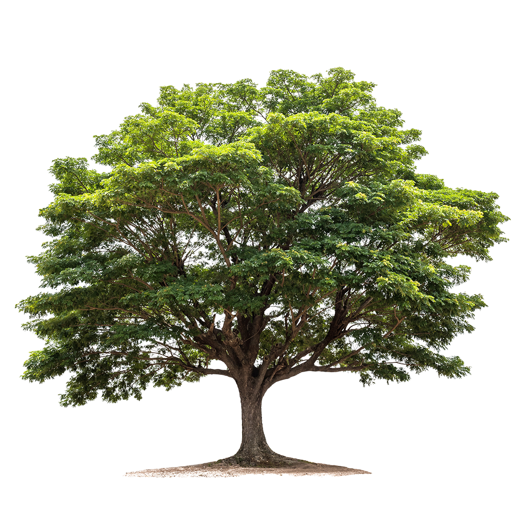 oak tree