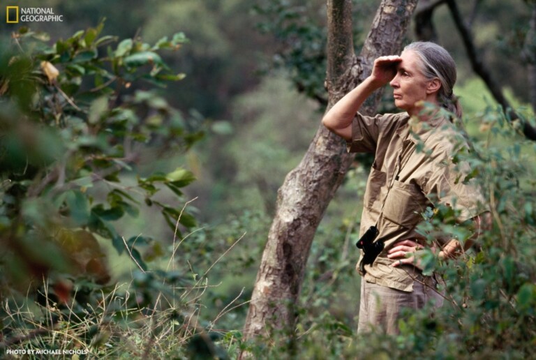 National Geographic Becoming Jane Photo by Michael Nichols, National Geographic