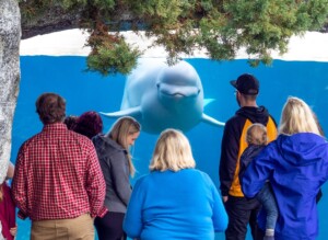 beluga whale mystic aquarium