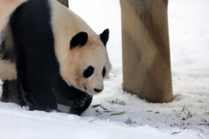 edinburgh zoo giant panda