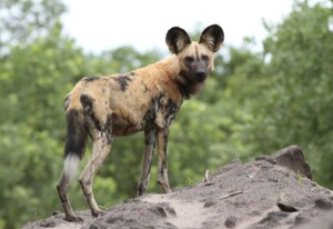 african wild dog