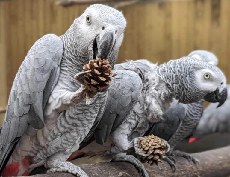 lincolnshire wildlife park swearing parrots