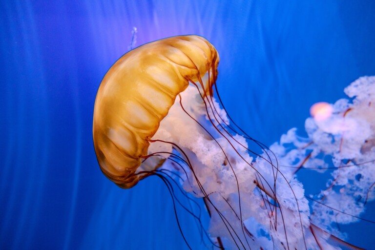 virginia aquarium jellyfish