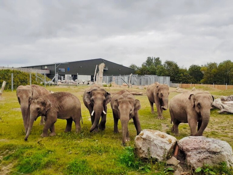 blackpool zoo elephants