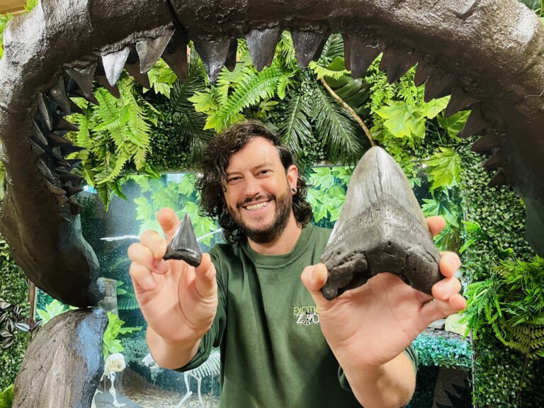 exotic zoo megalodon tooth