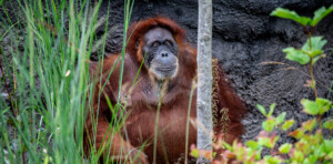 Orangutan at Toronto Zoo