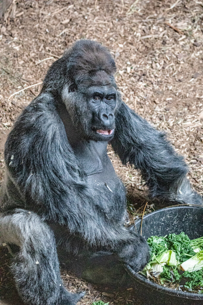 Gorilla at Toronto Zoo