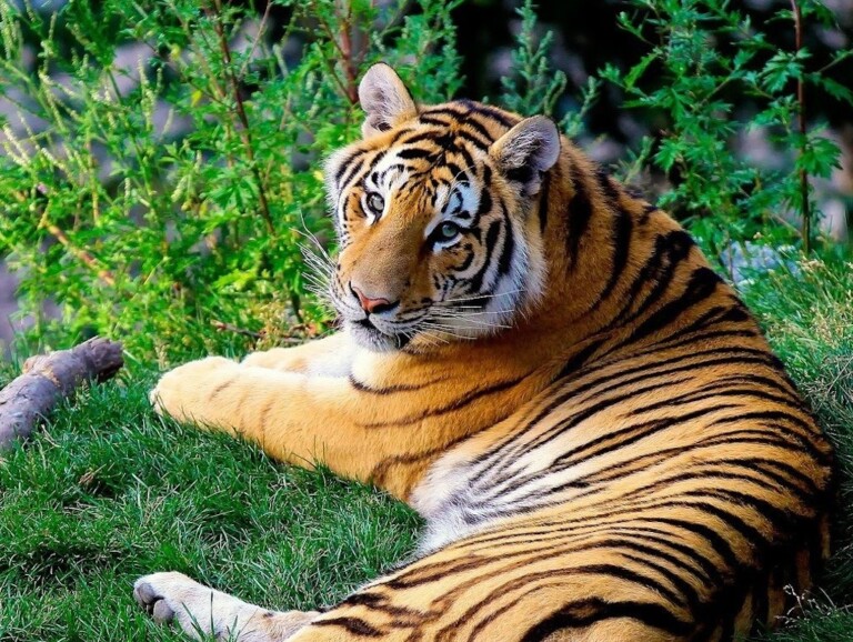 arignar anna zoological park, top zoos and aquariums Asia