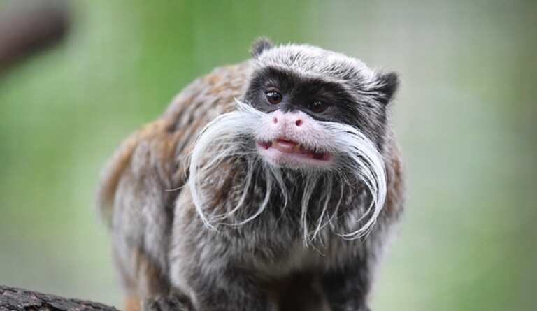 hong kong zoological gardens, top zoos and aquariums Asia