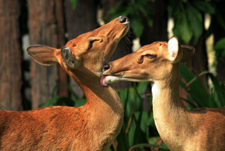 khao kheow open zoo, top zoos and aquariums Asia