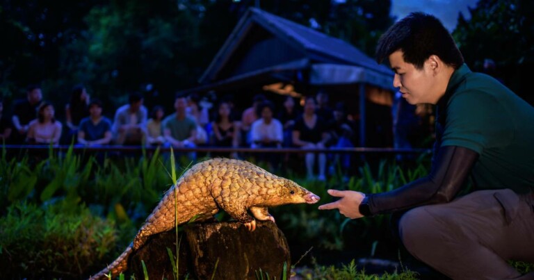 night safari mandai, top zoos and aquariums Asia