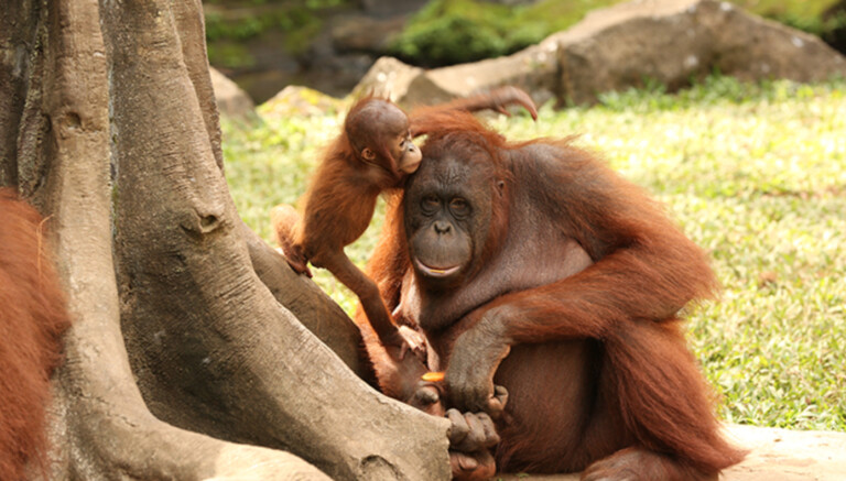taman safari indonesia